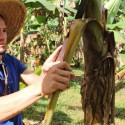 Boxeador orgulloso de ser agricultor